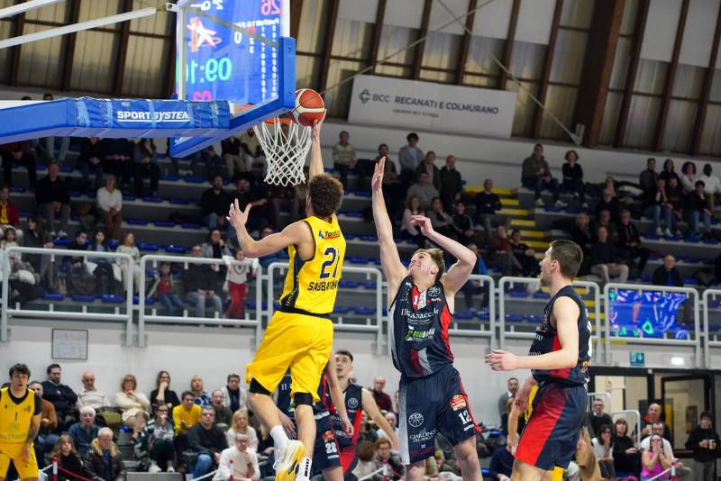 Svethia incerottata, passo falso a Termoli 